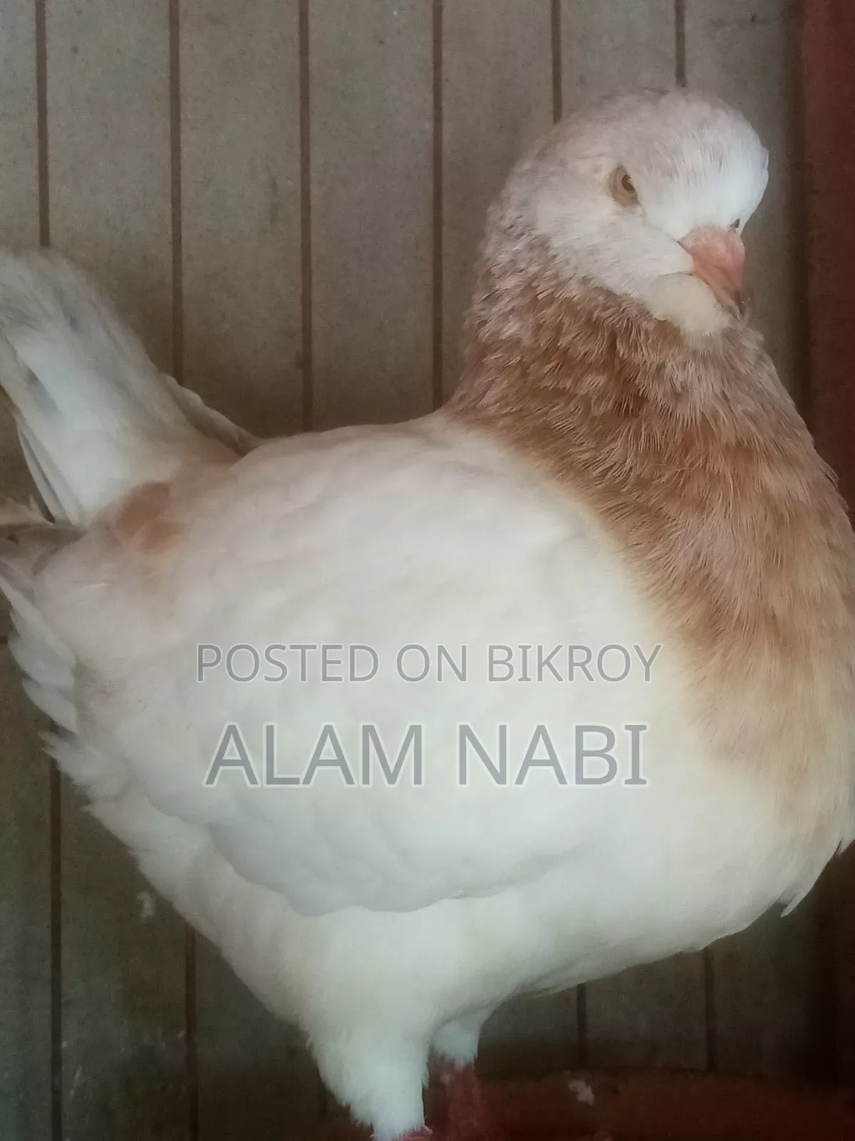 রানিংকিং ফেয়ার
