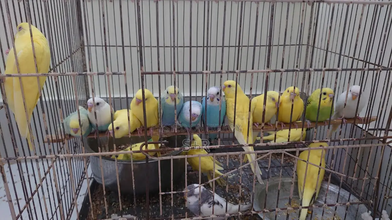 বাজুরিকা পাখি বাচ্চা