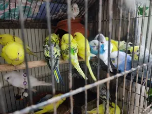 বাজুরিকা পাখি বাচ্চা
