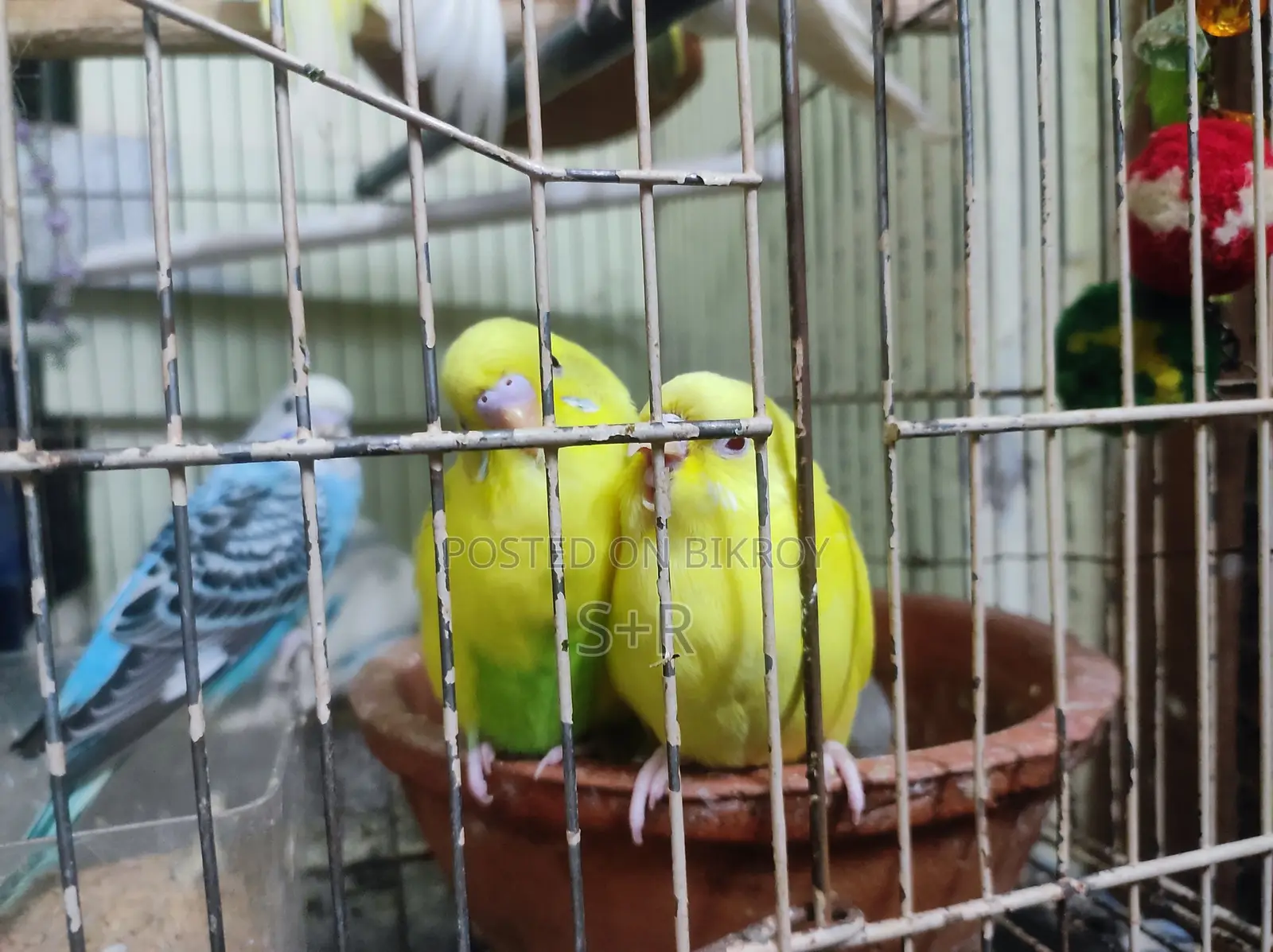 বাজুরিকা পাখি বাচ্চা