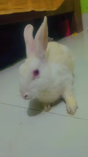 Rabbit খরগোশ