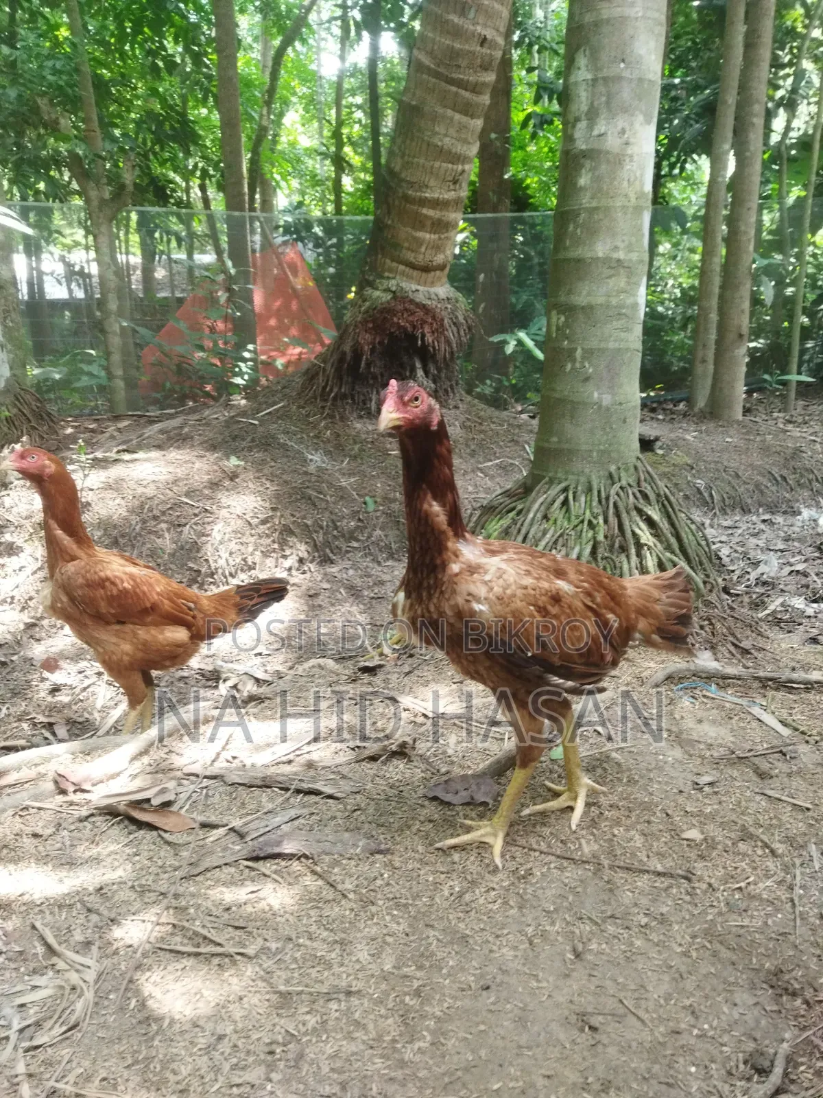 ফাইটার মুরগি