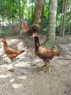 ফাইটার মুরগি