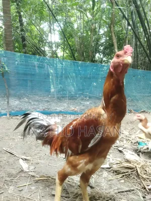 ফাইটার মুরগি