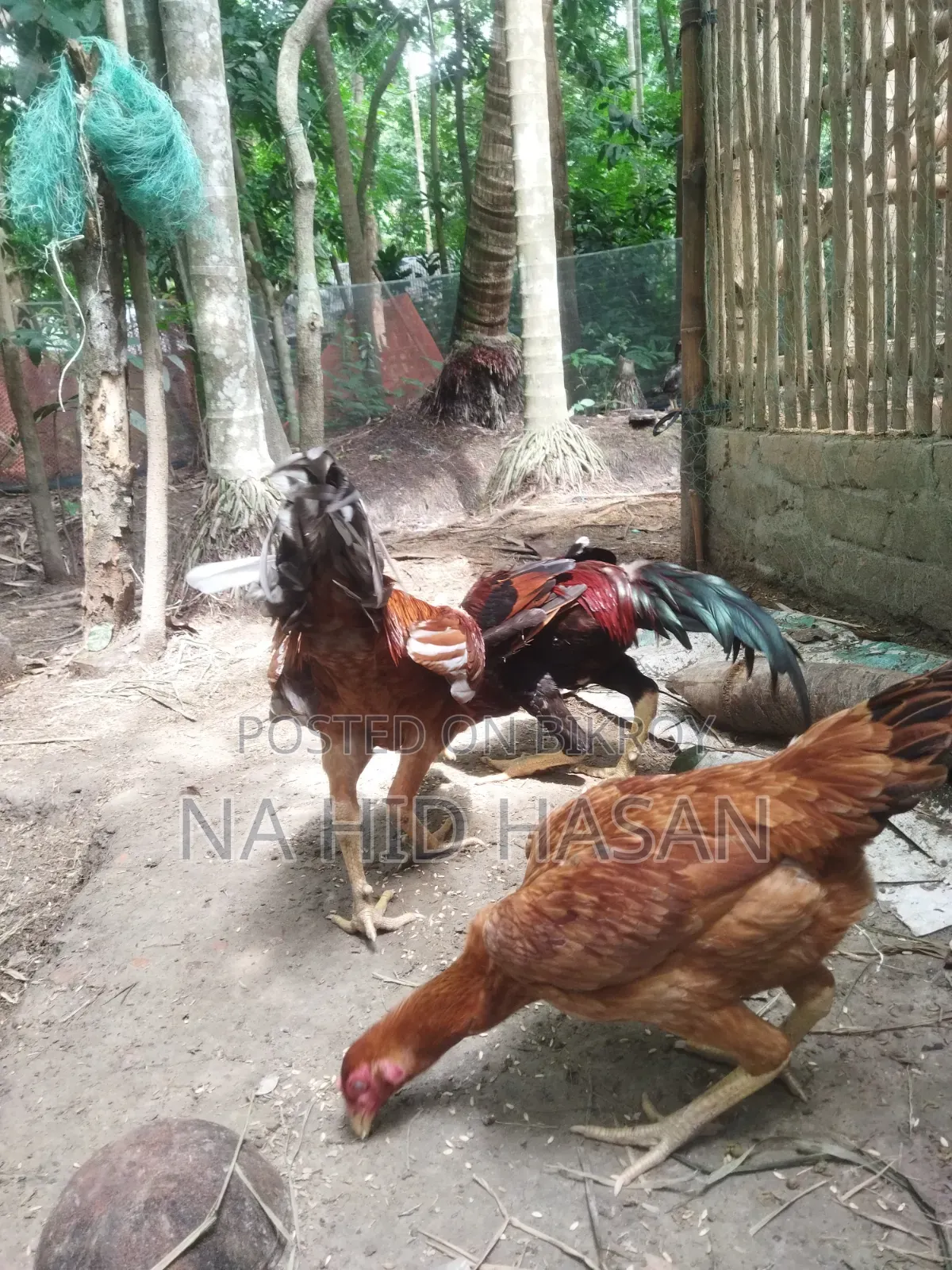 ফাইটার মুরগি