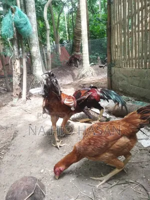 ফাইটার মুরগি
