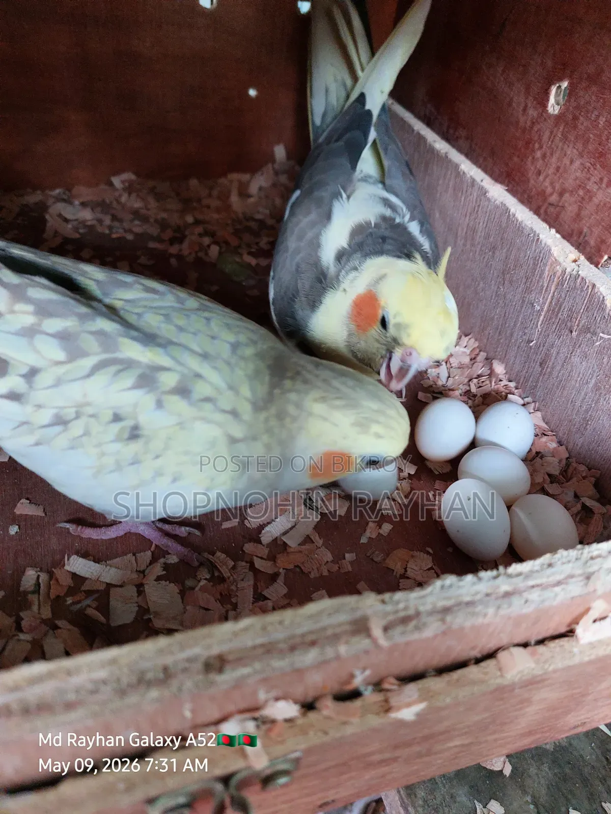 Cockatiel with Eggs, Chick, and Cage