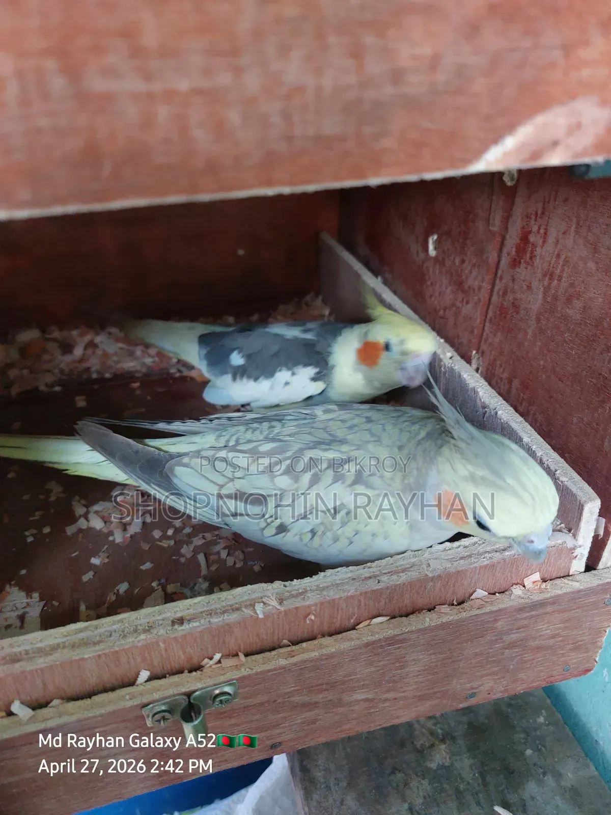 Cockatiel with Eggs, Chick, and Cage