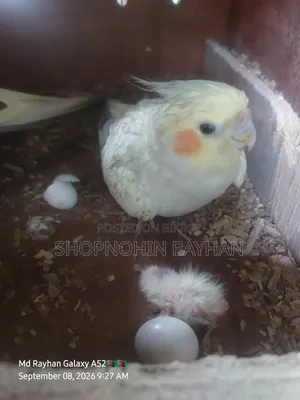 Cockatiel with Eggs, Chick, and Cage