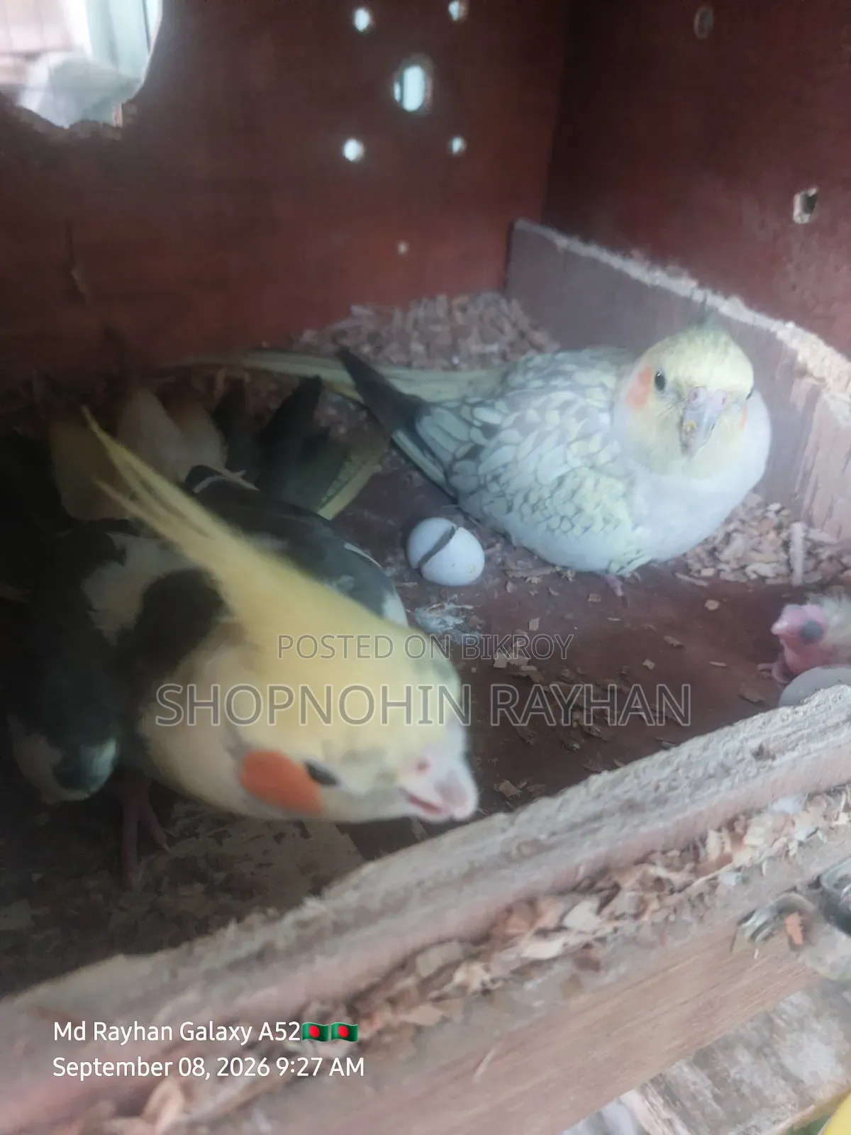 Cockatiel with Eggs, Chick, and Cage