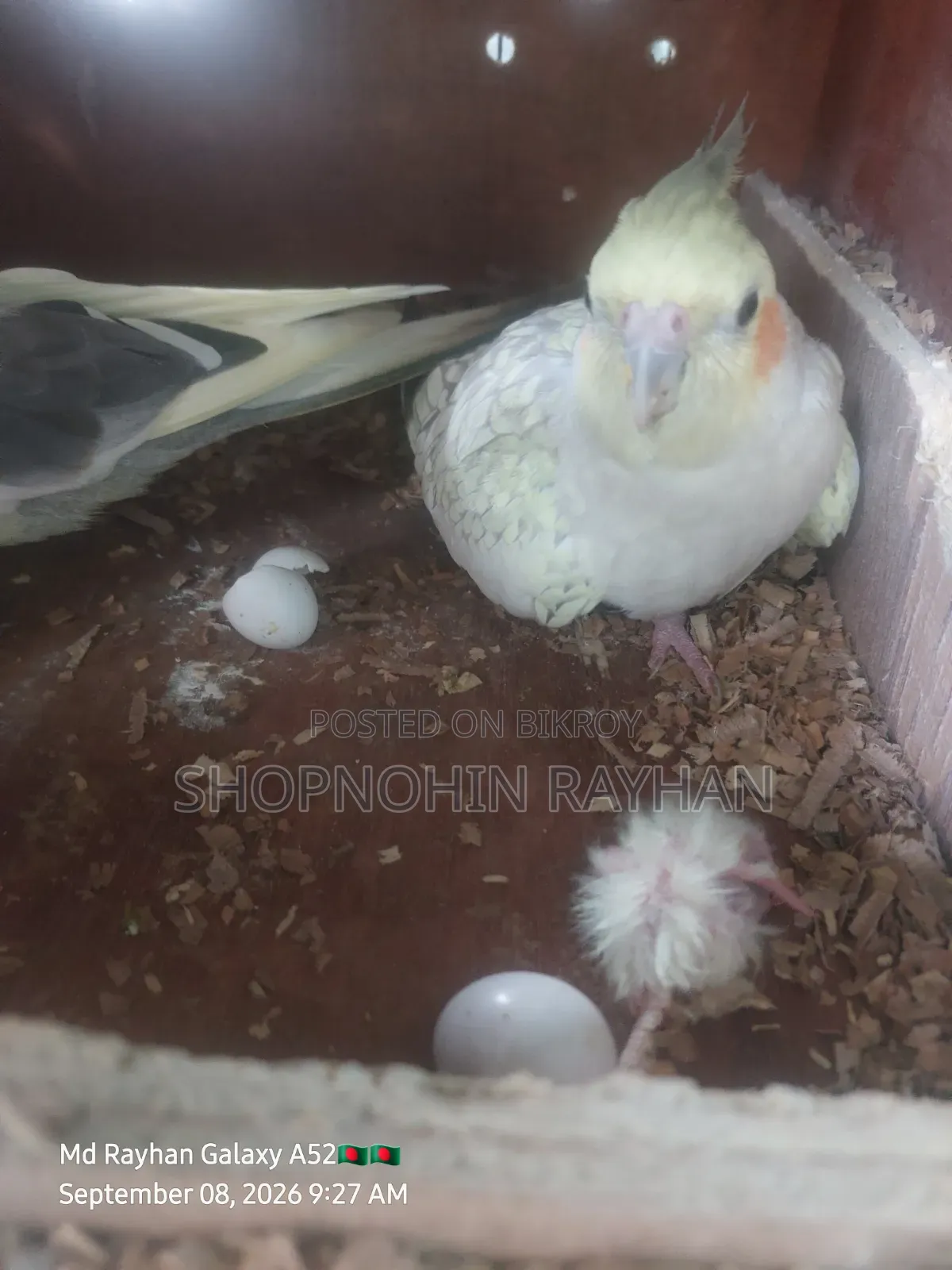 Cockatiel with Eggs, Chick, and Cage