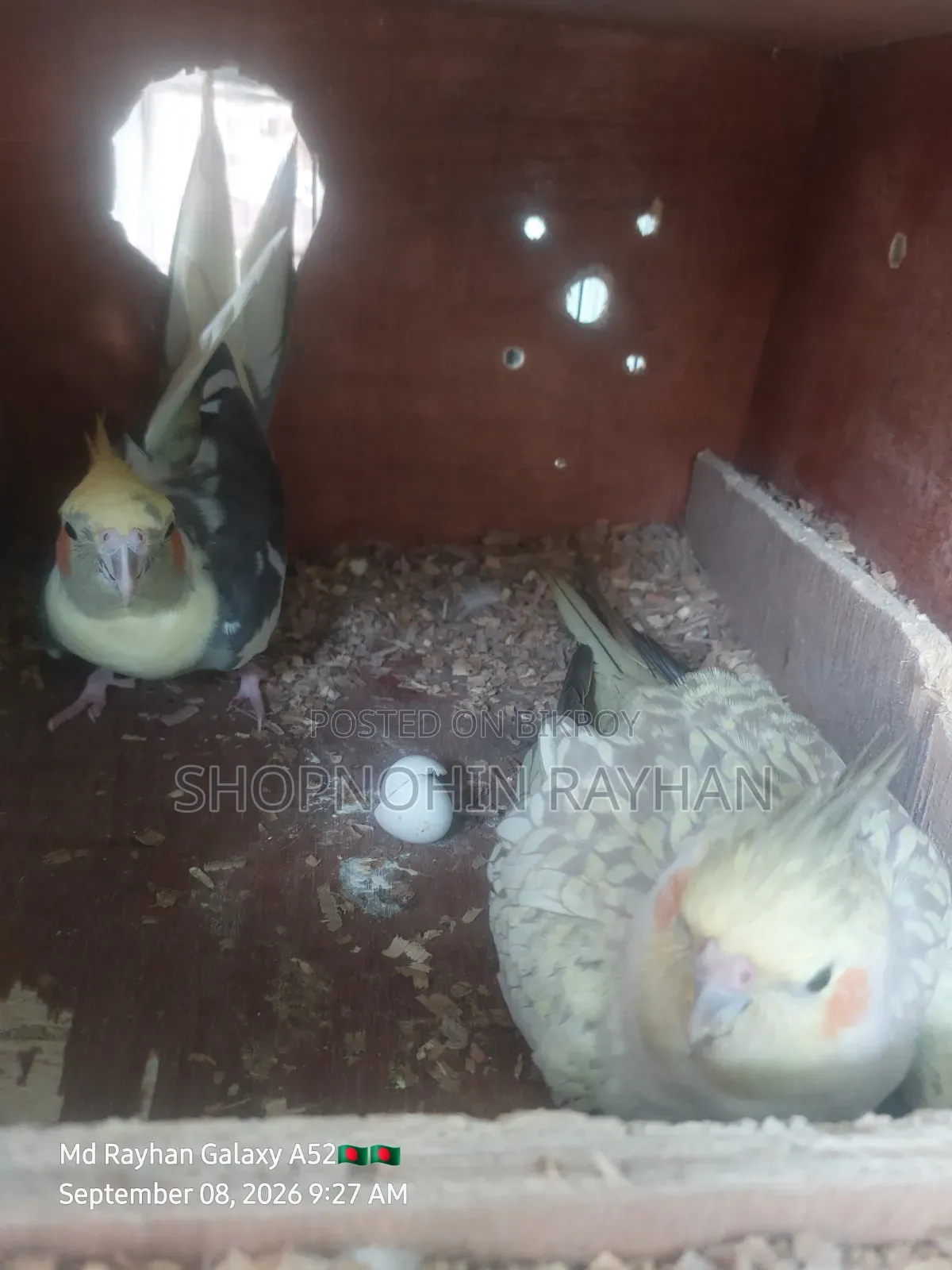 Cockatiel with Eggs, Chick, and Cage