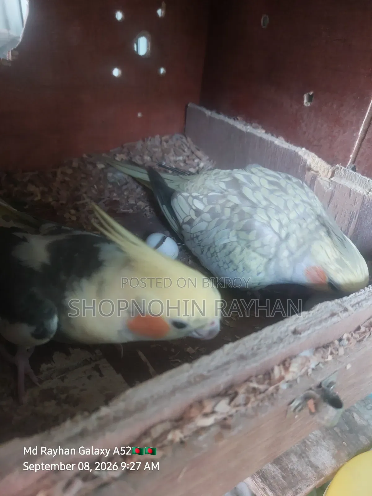 Cockatiel with Eggs, Chick, and Cage