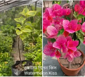 Watermelon Kiss