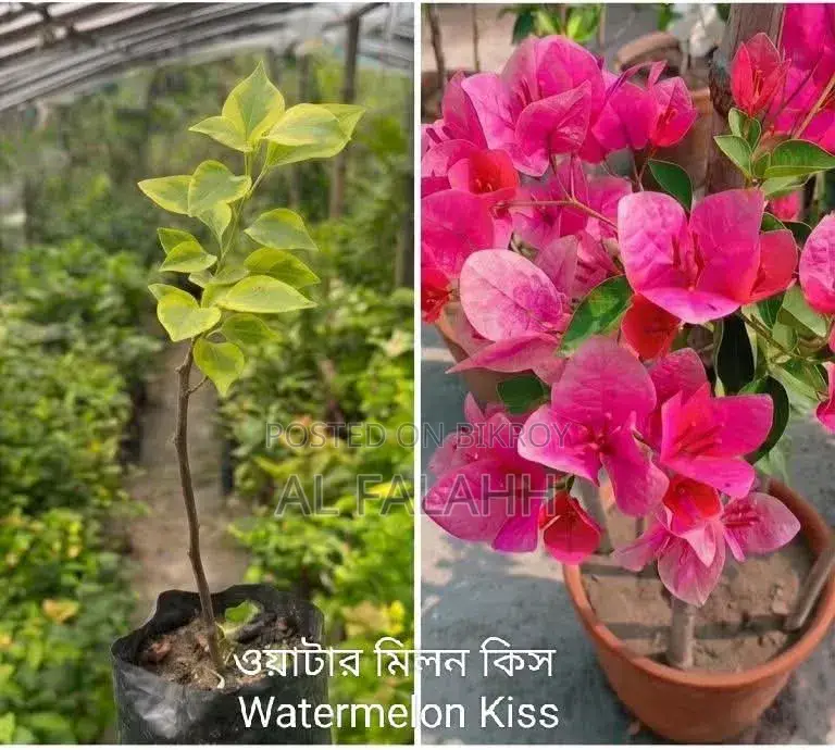 Watermelon Kiss