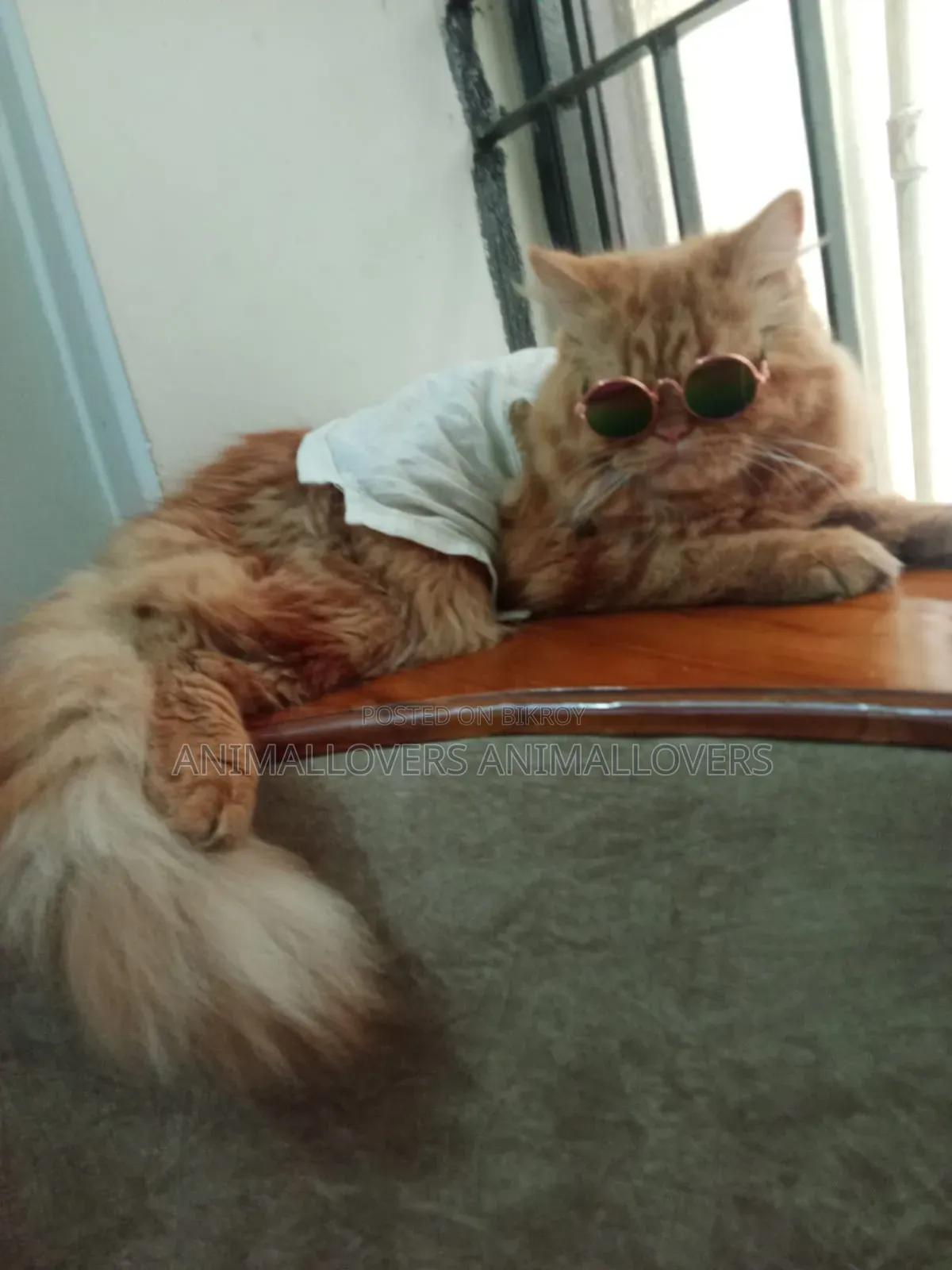 1+ Year Female Purebred Persian