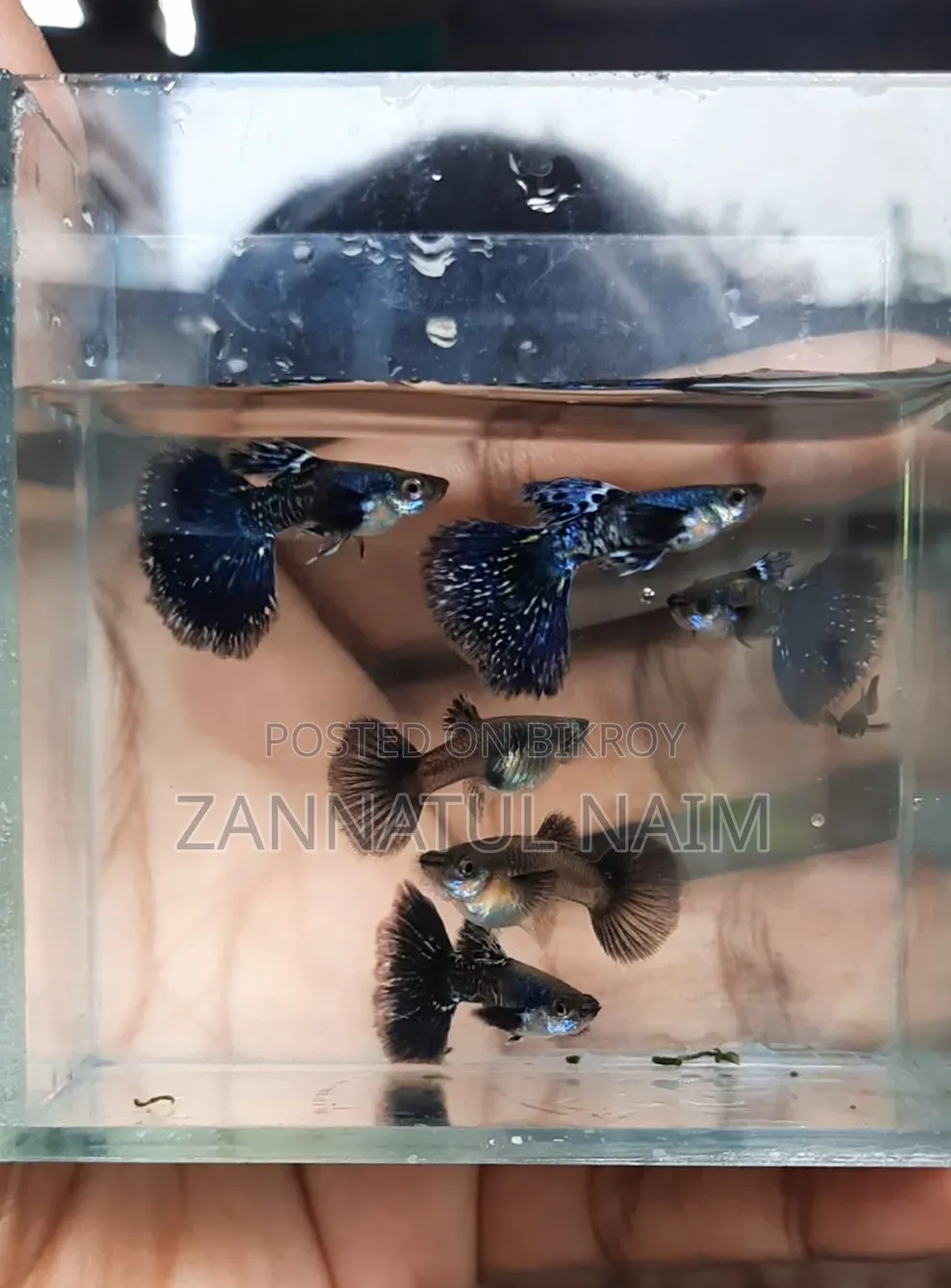 Halfmoon Purple Dragon Fry
