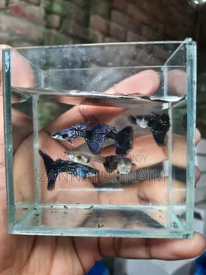 Halfmoon Purple Dragon Fry