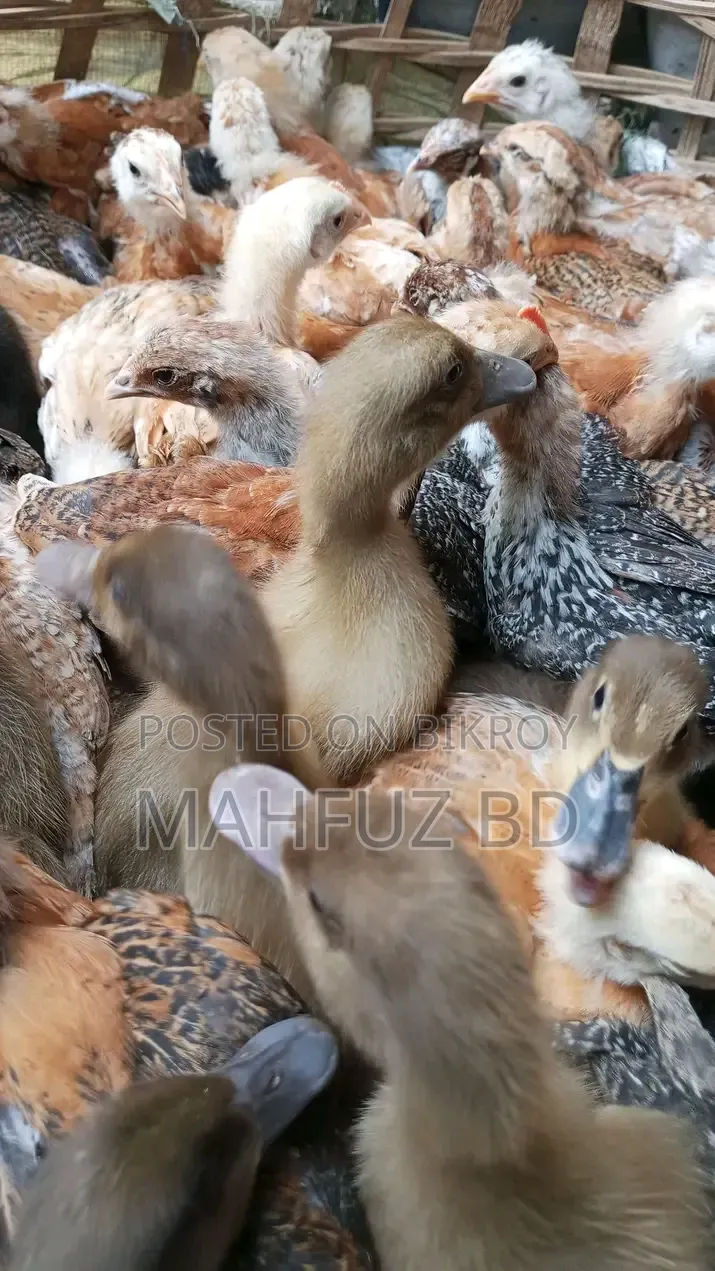 ফ্রেশ হাস মুরগি