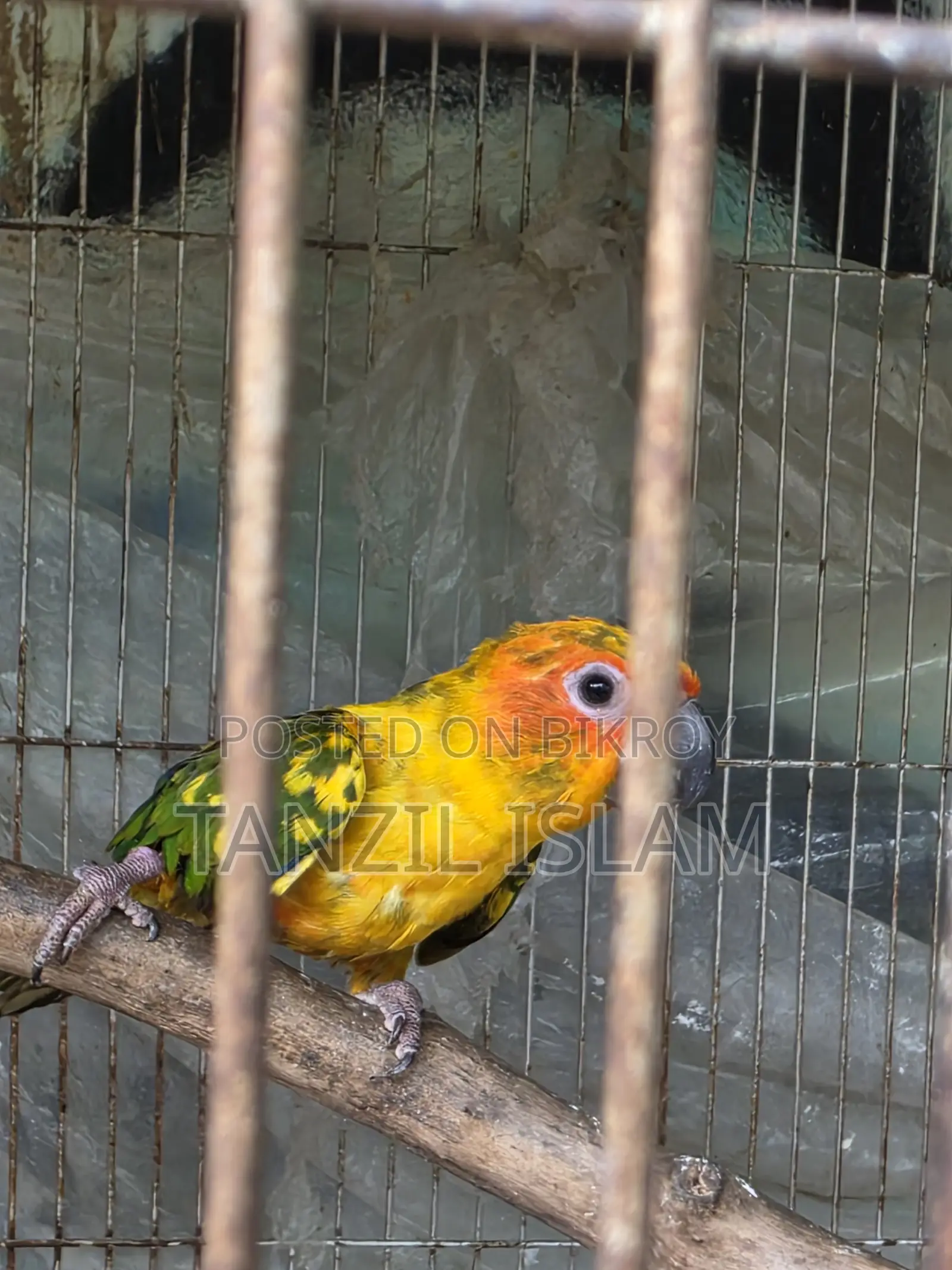 Sun Conure Baby