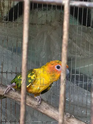 Sun Conure Baby