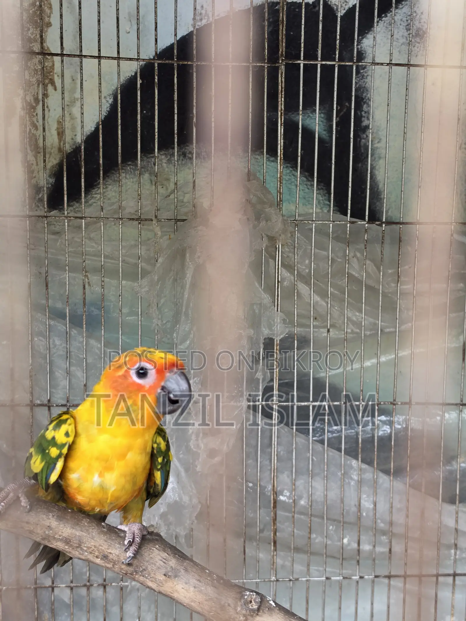 Sun Conure Baby