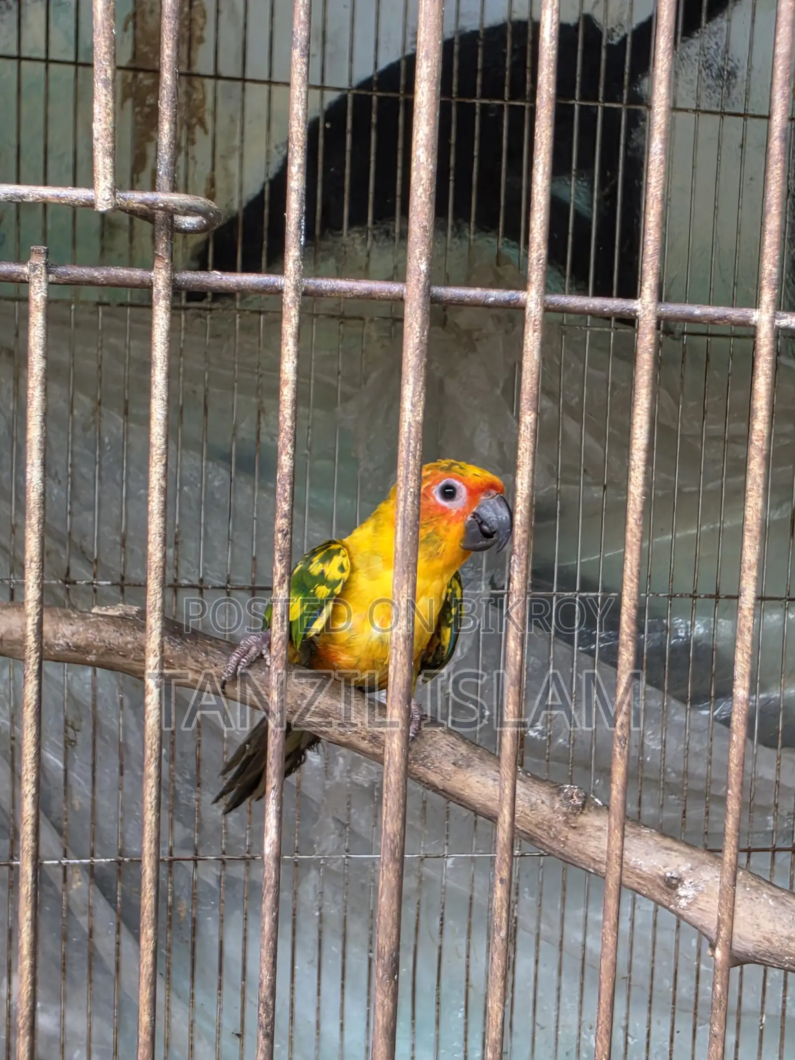 Sun Conure Baby