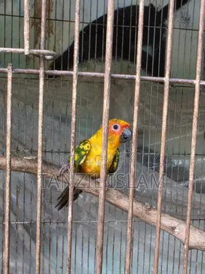Sun Conure Baby