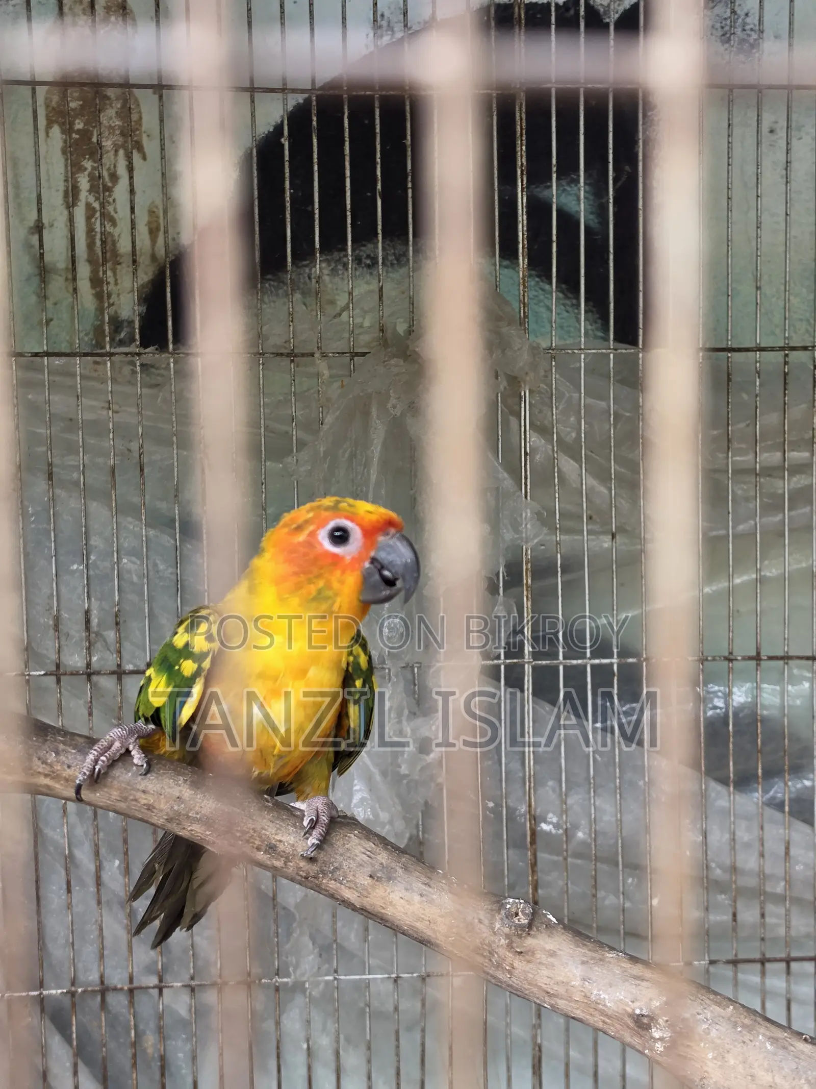 Sun Conure Baby