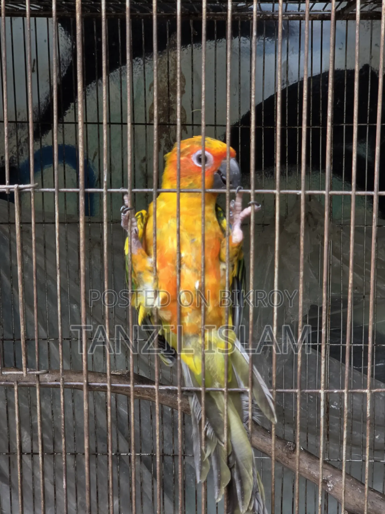 Sun Conure Baby