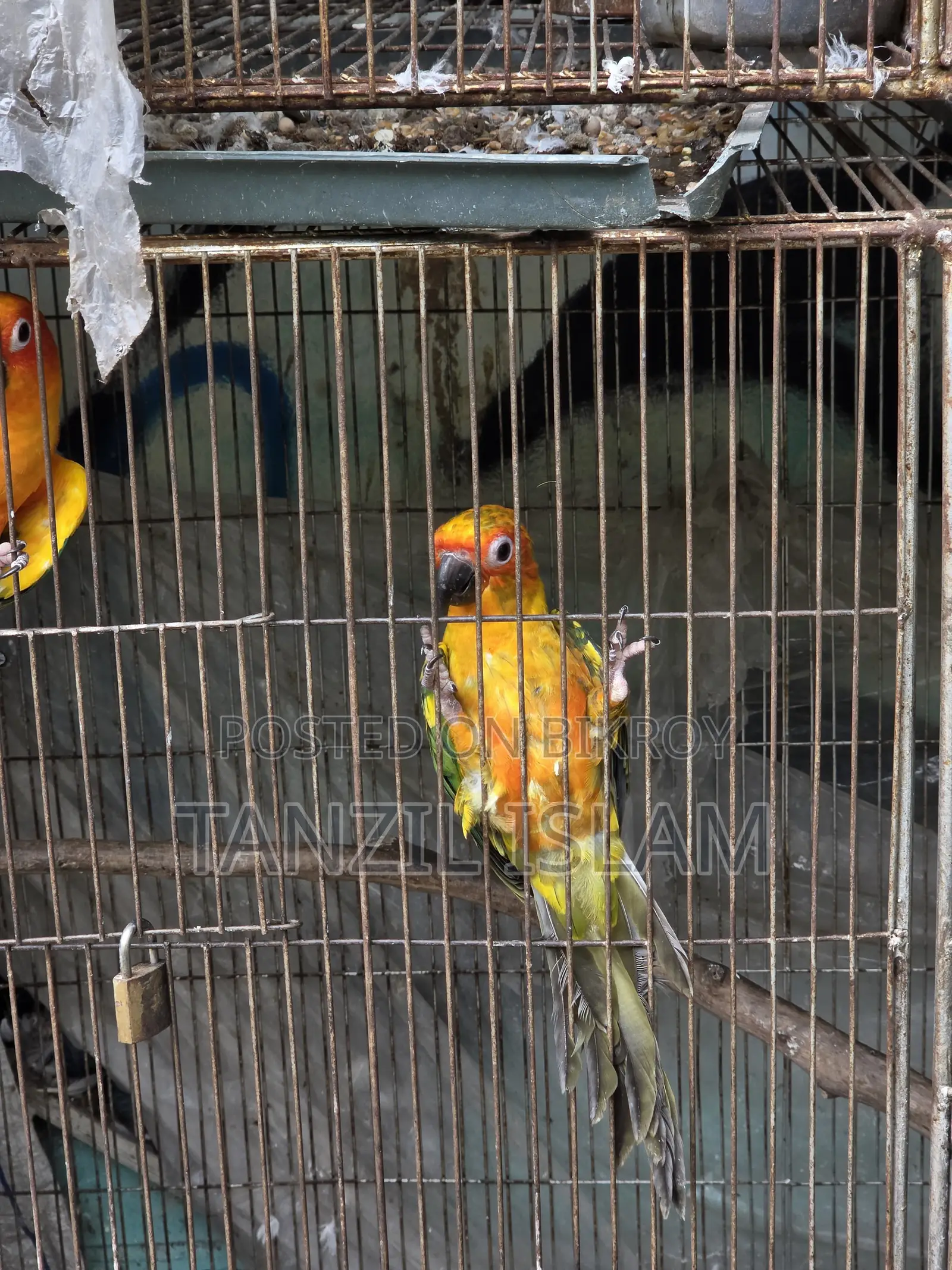 Sun Conure Baby