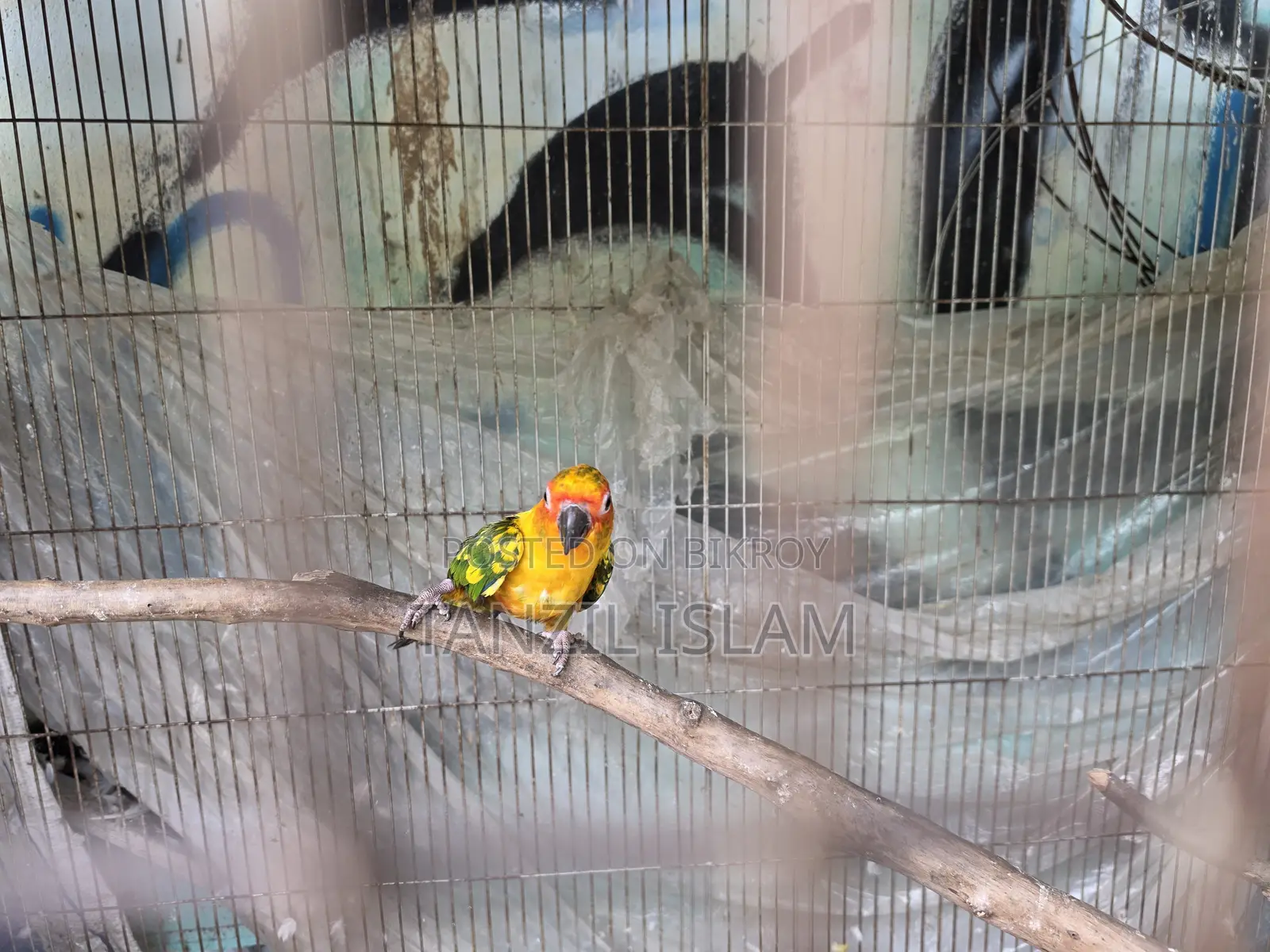 Sun Conure Baby