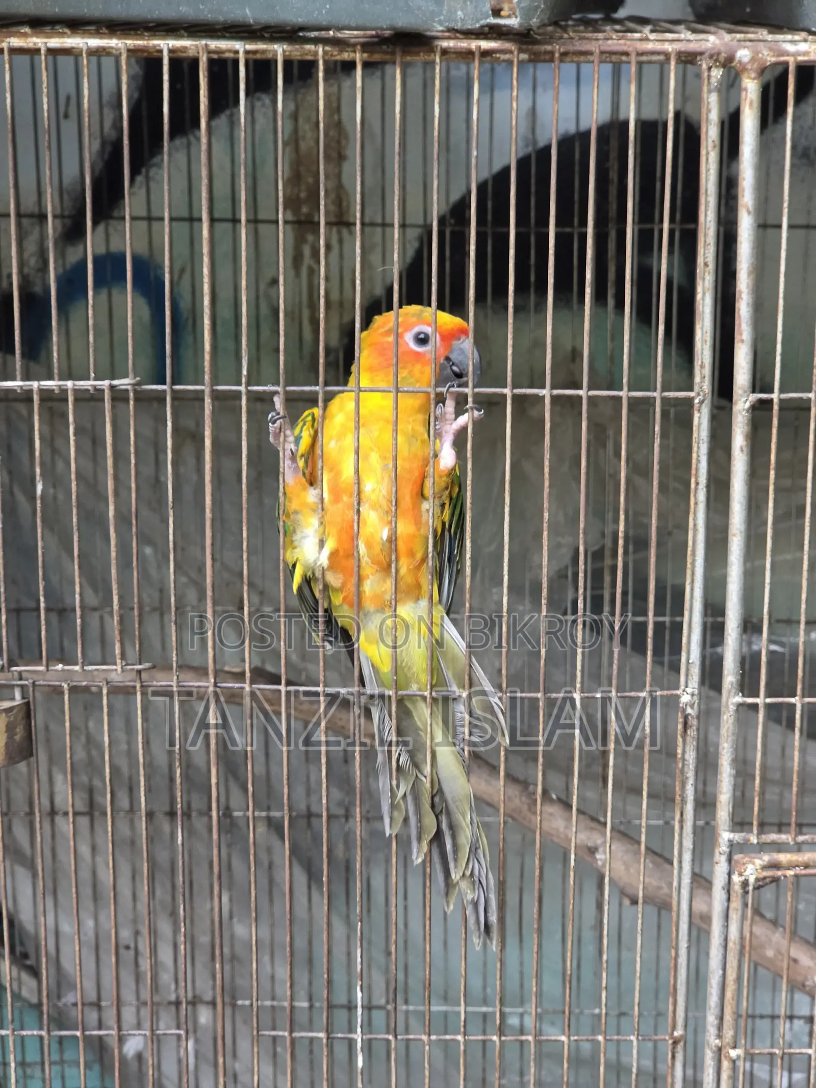 Sun Conure Baby