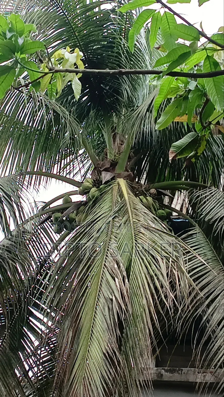 ডাব ও নারকেল