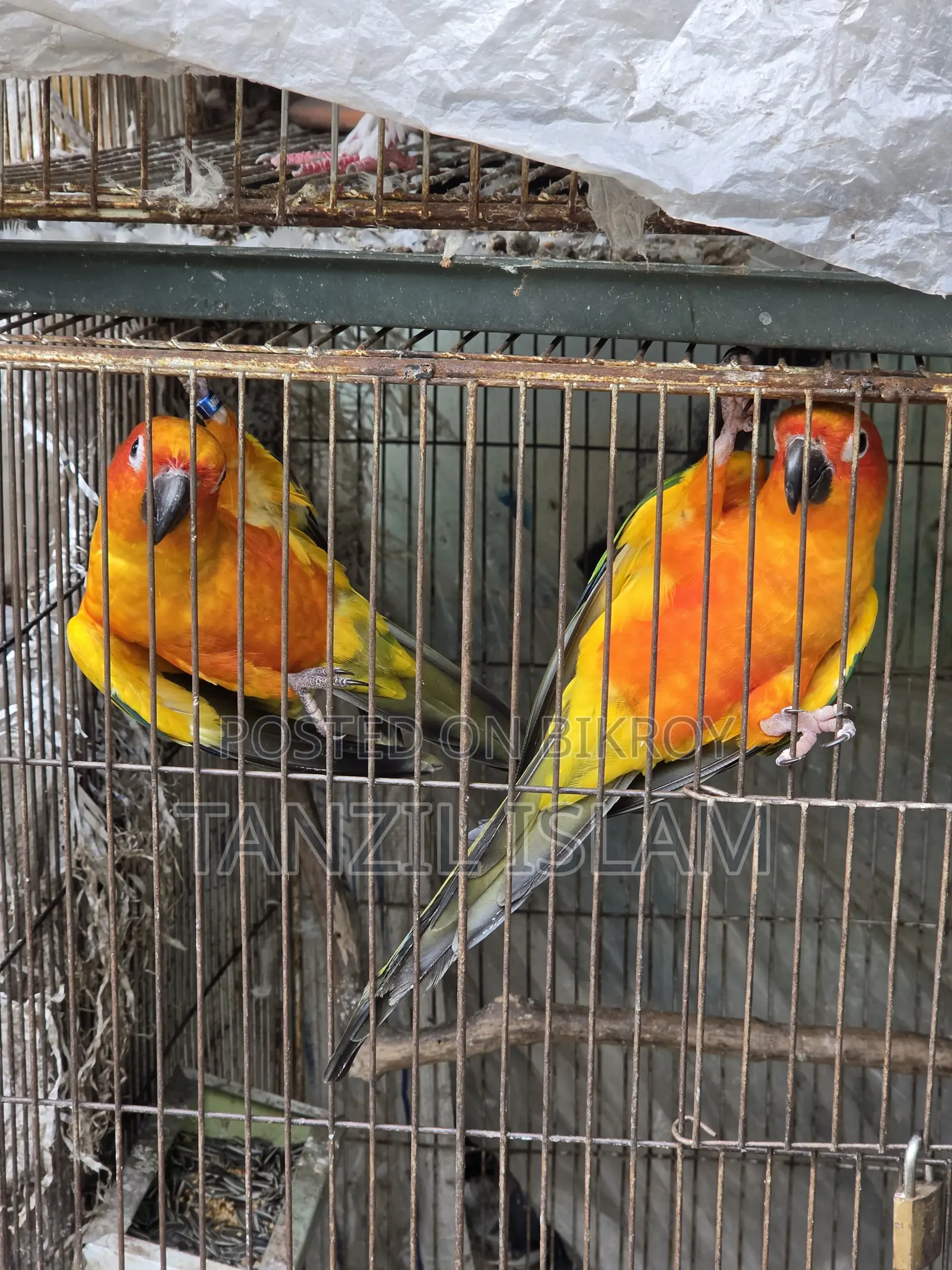 Adult Sun Conure Breeding Pair