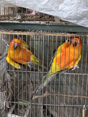 Adult Sun Conure Breeding Pair