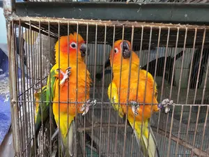 Adult Sun Conure Breeding Pair