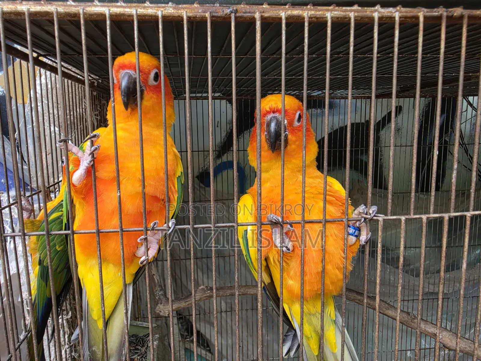 Adult Sun Conure Breeding Pair