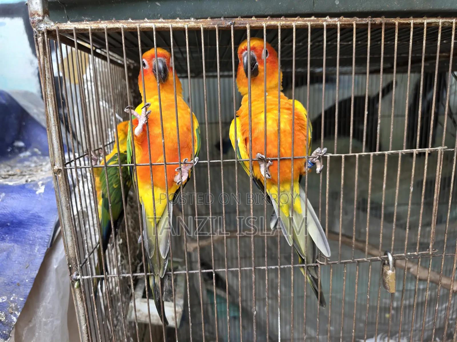 Adult Sun Conure Breeding Pair