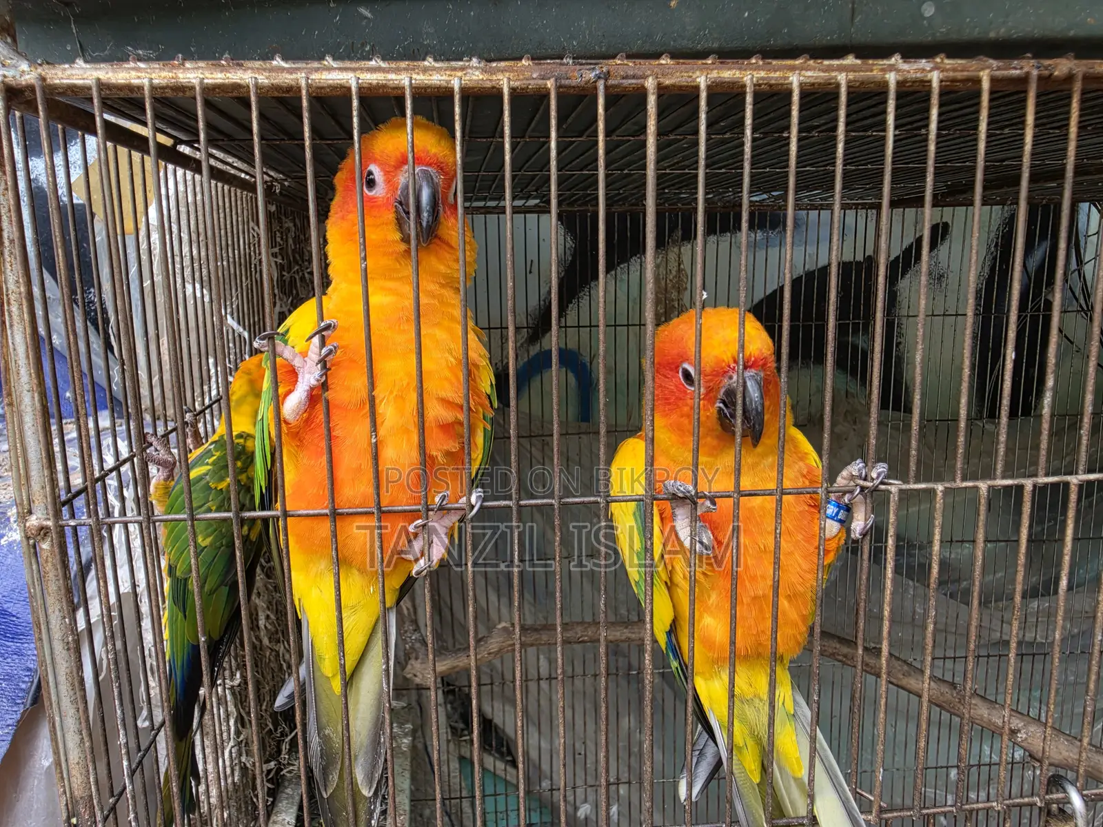 Adult Sun Conure Breeding Pair