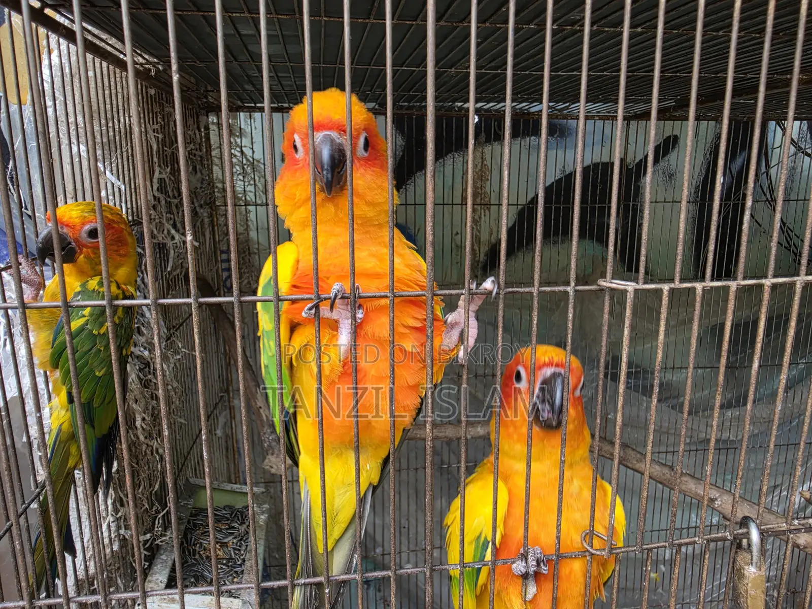 Adult Sun Conure Breeding Pair