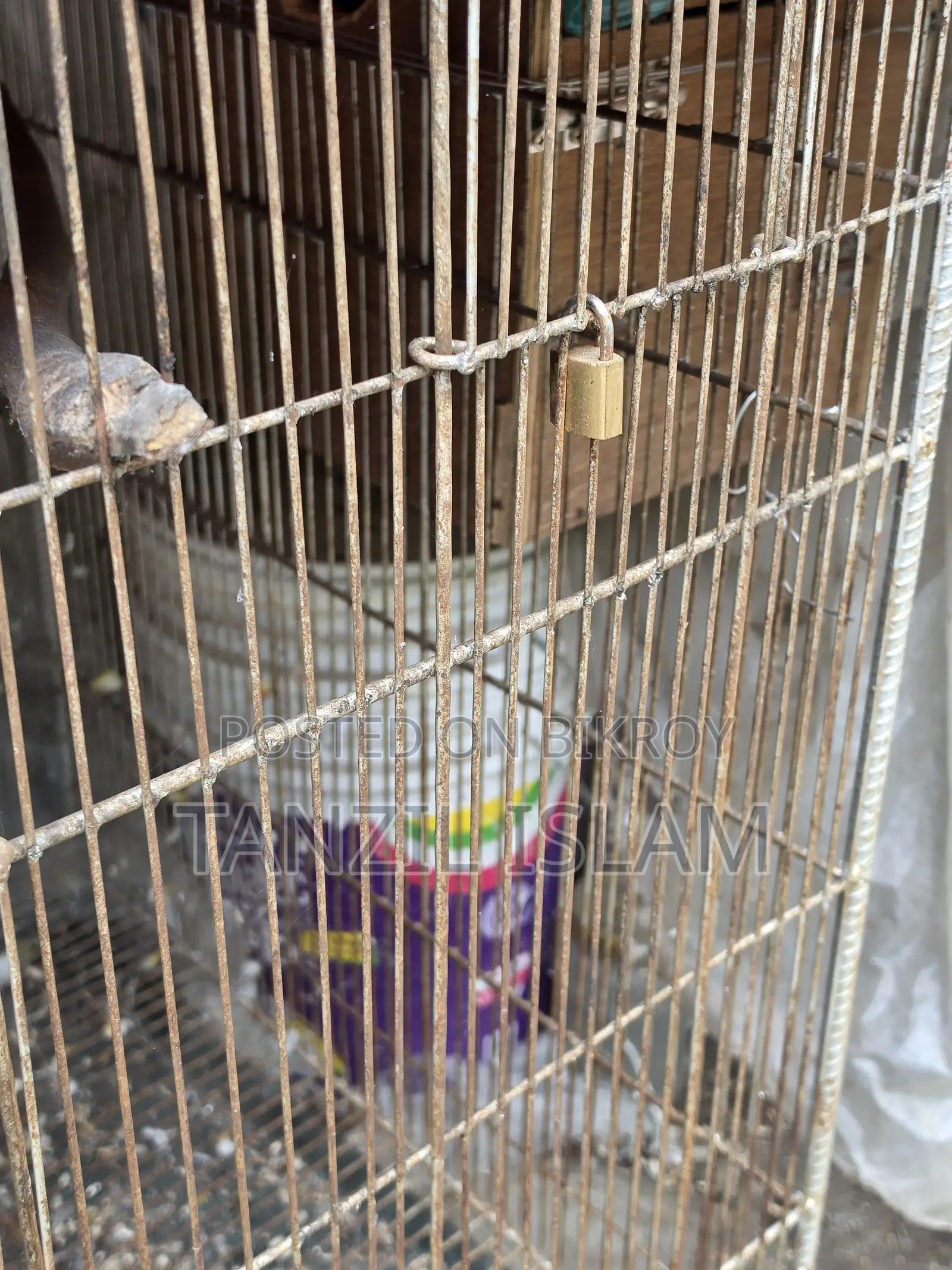 ৩ বাই ৪ ফিটের বড় পাখির খাঁচা 3x4 Ft Parrot Cage