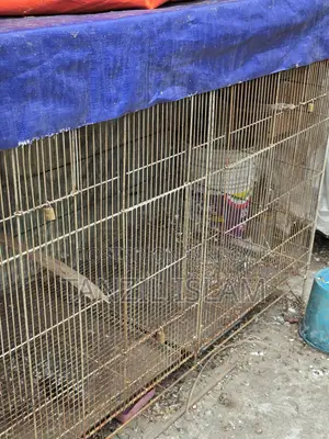 ৩ বাই ৪ ফিটের বড় পাখির খাঁচা 3x4 Ft Parrot Cage