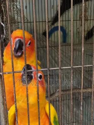 Adult Sun Conure Breeding Pair