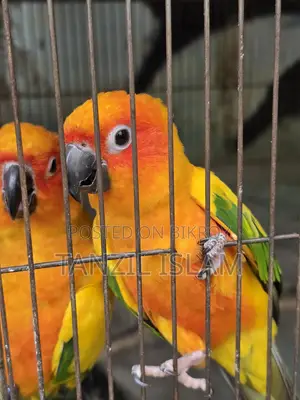 Adult Sun Conure Breeding Pair