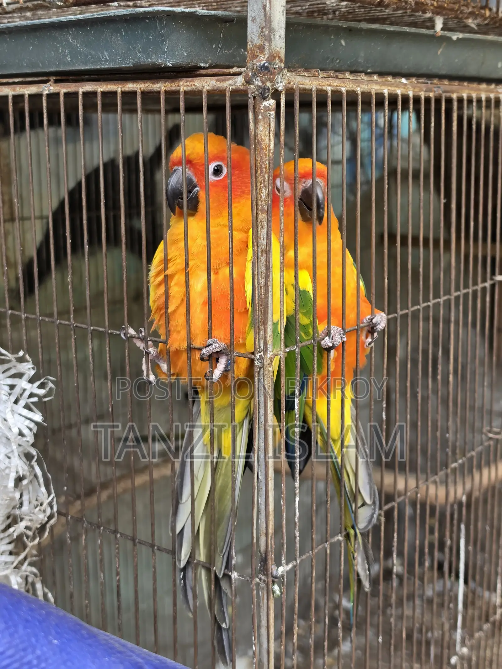 Adult Sun Conure Breeding Pair