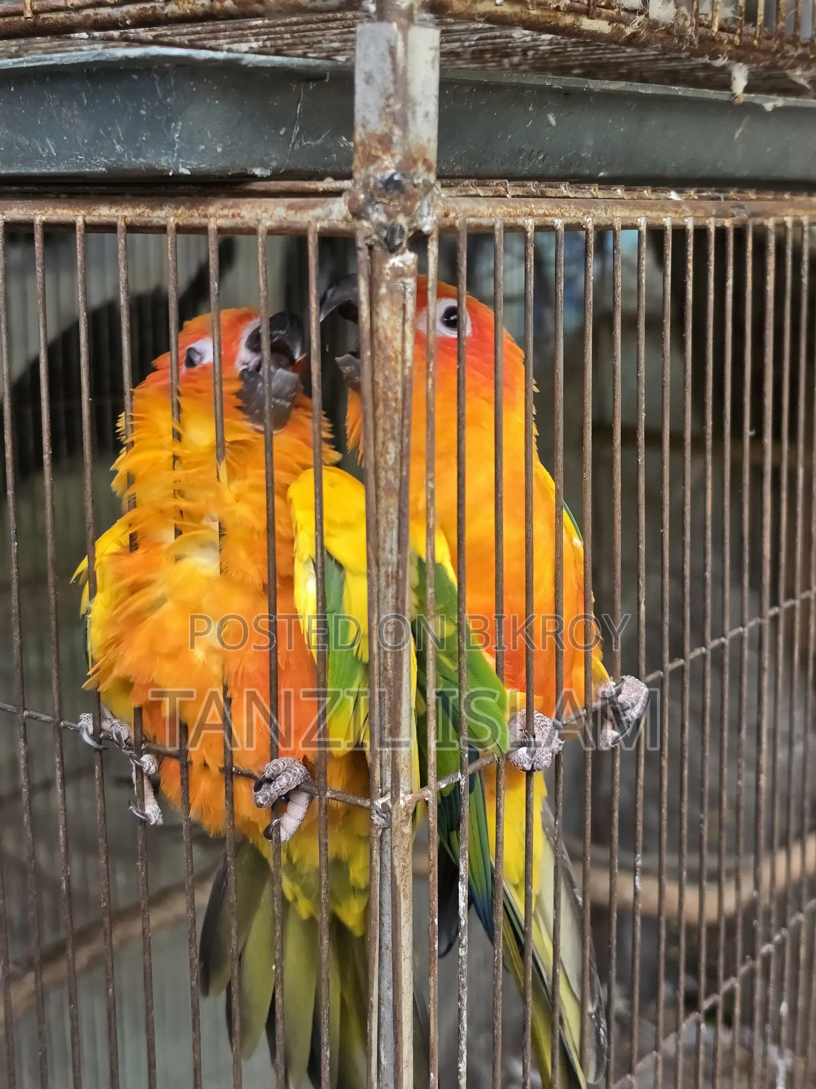 Adult Sun Conure Breeding Pair