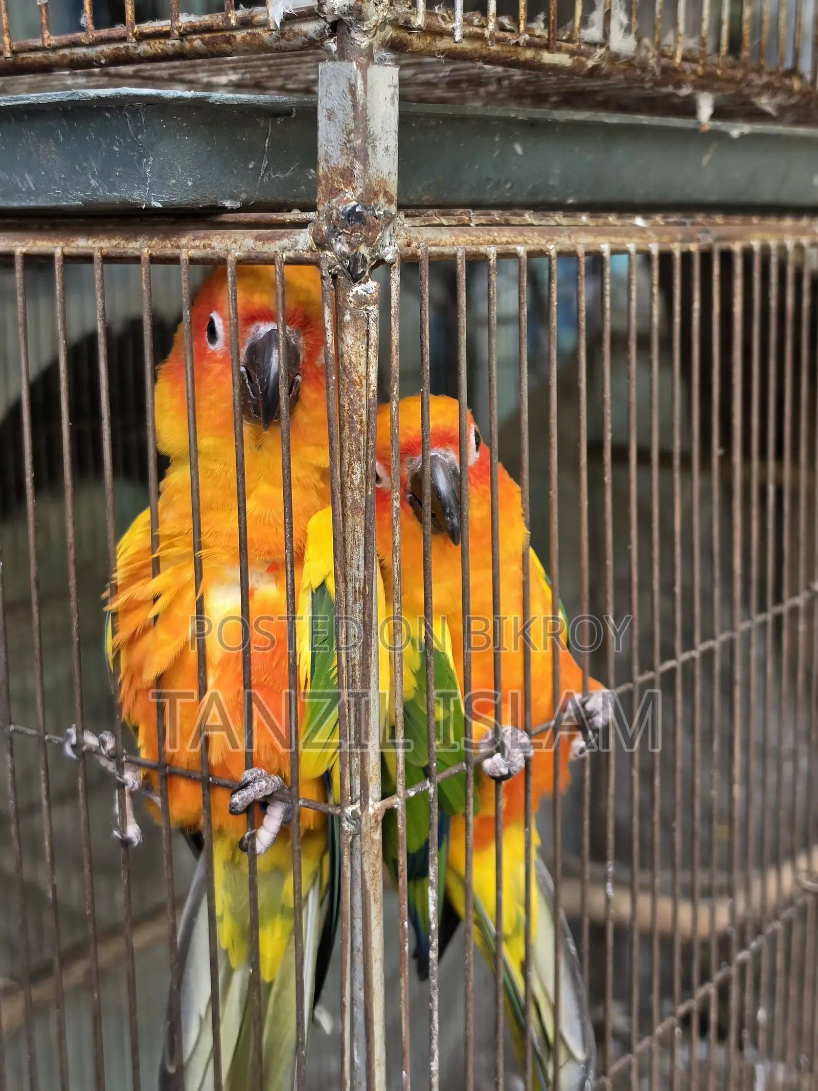 Adult Sun Conure Breeding Pair