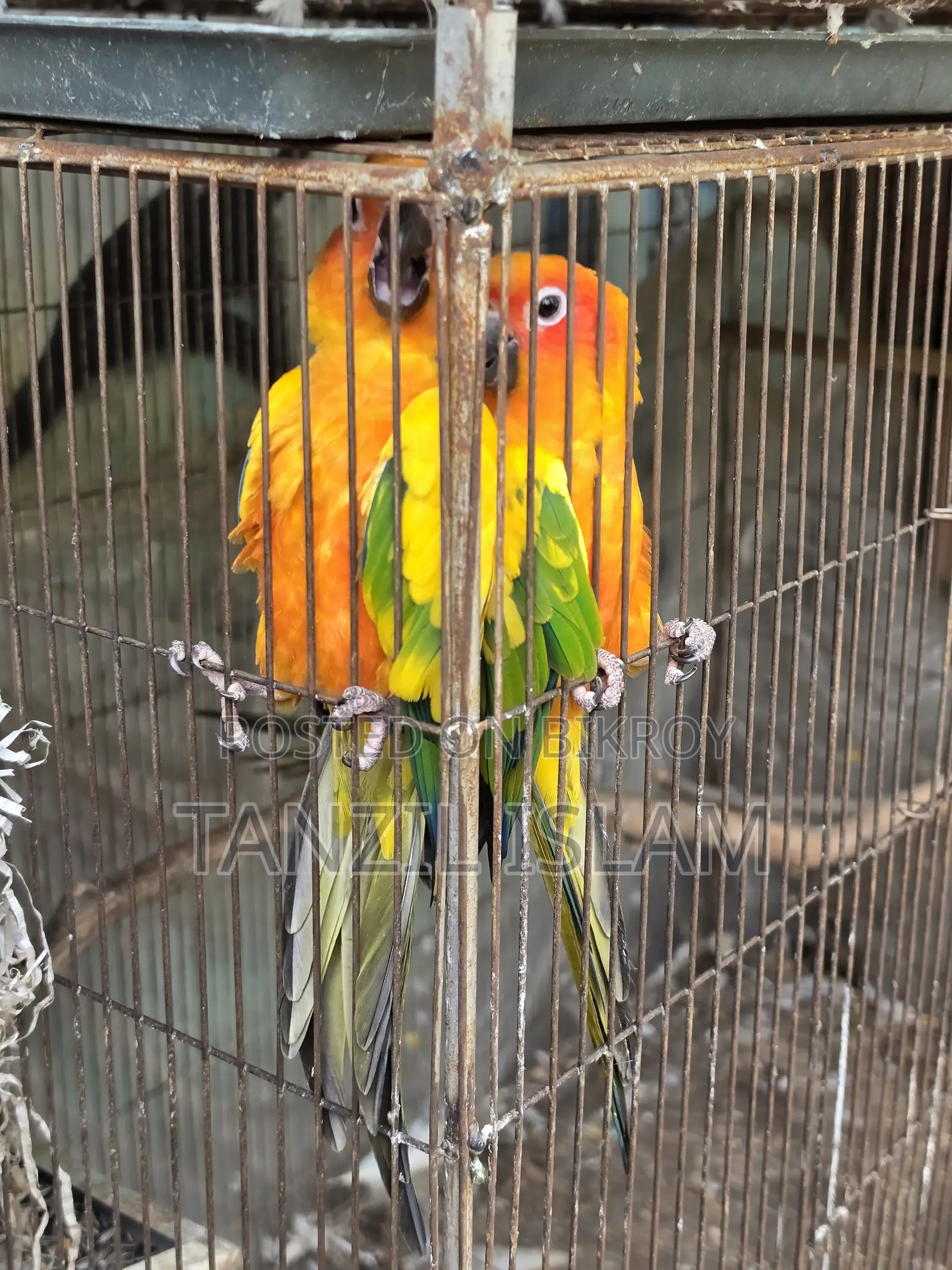 Adult Sun Conure Breeding Pair