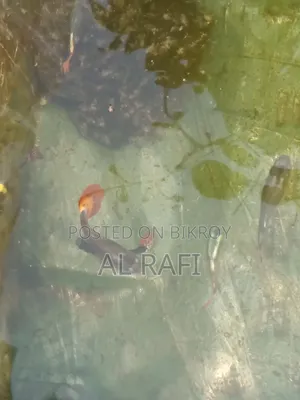 Guppy Fish